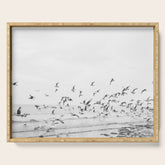 "Seagulls" | Coastal black and white photo | Film photography | Beach Serving Tray