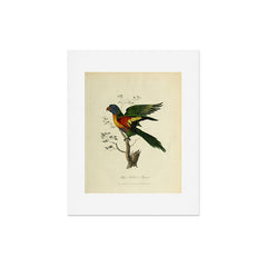 "Blue Bellied Parrot" by Sarah Stone, 1790 Art Print