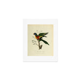 "Blue Bellied Parrot" by Sarah Stone, 1790 Art Print