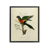 "Blue Bellied Parrot" by Sarah Stone, 1790 Framed Canvas Print