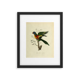 "Blue Bellied Parrot" by Sarah Stone, 1790 Framed Art Print