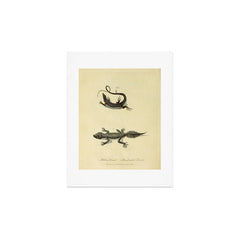 "Ribbon Lizard and Broad-Tailed Lizard" by Sarah Stone, 1790 Art Print