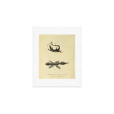 "Ribbon Lizard and Broad-Tailed Lizard" by Sarah Stone, 1790 Art Print