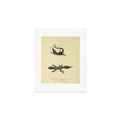 "Ribbon Lizard and Broad-Tailed Lizard" by Sarah Stone, 1790 Art Print