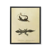 "Ribbon Lizard and Broad-Tailed Lizard" by Sarah Stone, 1790 Framed Canvas Print