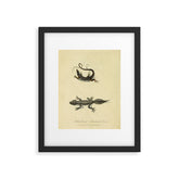 "Ribbon Lizard and Broad-Tailed Lizard" by Sarah Stone, 1790 Framed Art Print