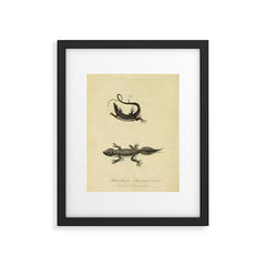 "Ribbon Lizard and Broad-Tailed Lizard" by Sarah Stone, 1790 Framed Art Print
