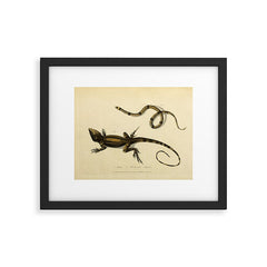 "Snake and Muricated Lizard" by Sarah Stone, 1790 Framed Art Print