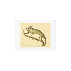 "The Chameleon" from the Leverian Collection, 1790s Art Print