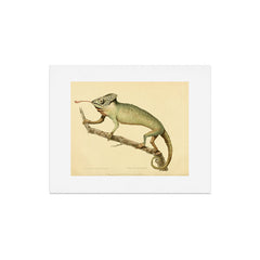 "The Chameleon" from the Leverian Collection, 1790s Art Print