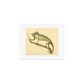 "The Chameleon" from the Leverian Collection, 1790s Art Print