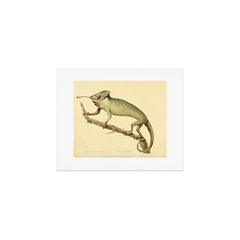 "The Chameleon" from the Leverian Collection, 1790s Art Print