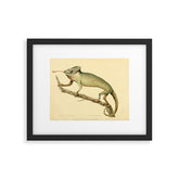 "The Chameleon" from the Leverian Collection, 1790s Framed Art Print