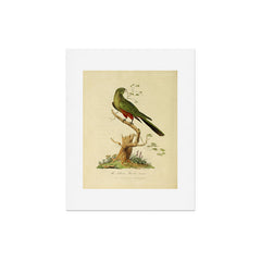 "The Fabian Parrot, female" by Sarah Stone, 1790 Art Print