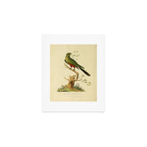 "The Fabian Parrot, female" by Sarah Stone, 1790 Art Print