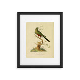"The Fabian Parrot, female" by Sarah Stone, 1790 Framed Art Print
