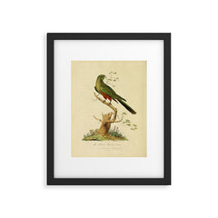 "The Fabian Parrot, female" by Sarah Stone, 1790 Framed Art Print
