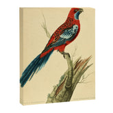 "The Splendid Parrot" by Sarah Stone, 1790s Canvas Print