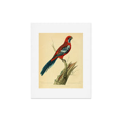 "The Splendid Parrot" by Sarah Stone, 1790s Art Print