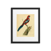 "The Splendid Parrot" by Sarah Stone, 1790s Framed Art Print