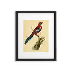 "The Splendid Parrot" by Sarah Stone, 1790s Framed Art Print