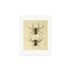"White-Jointed Spider" by Sarah Stone, 1790 Art Print