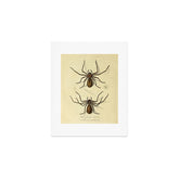 "White-Jointed Spider" by Sarah Stone, 1790 Art Print