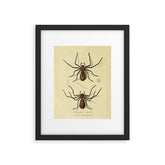 "White-Jointed Spider" by Sarah Stone, 1790 Framed Art Print