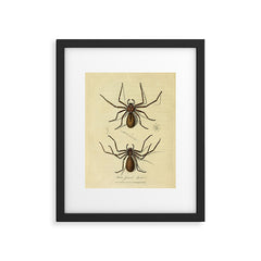 "White-Jointed Spider" by Sarah Stone, 1790 Framed Art Print