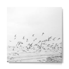 "Seagulls" | Coastal black and white photo | Film photography | Beach - square Metal Print
