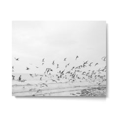 "Seagulls" | Coastal black and white photo | Film photography | Beach Metal Print