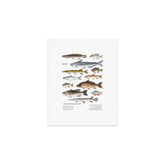 A Few Freshwater Fish Art Print