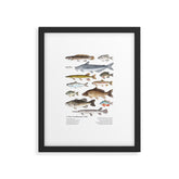A Few Freshwater Fish Framed Art Print