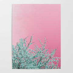 "cherry blossoms" Poster