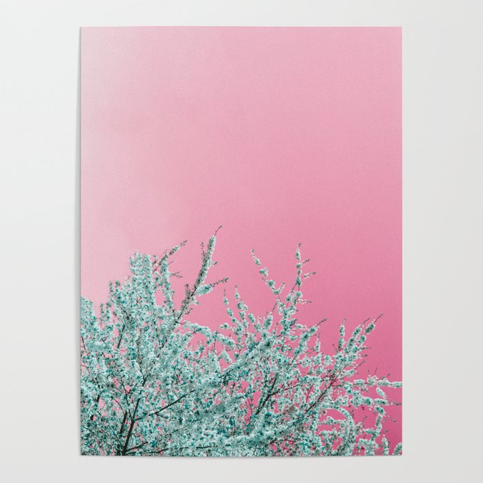 "cherry blossoms" Poster