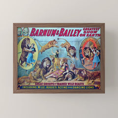 1910 Barnum & Bailey Circus Dancing Lions - M'lle Adgi's Acting Vintage Poster Mini Art Print