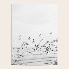 "Seagulls" | Coastal black and white photo | Film photography | Beach Poster