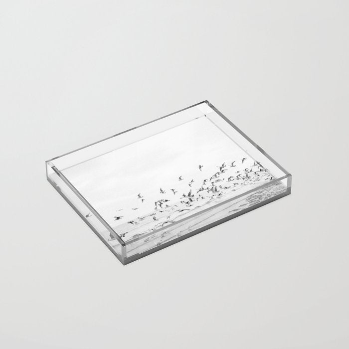 "Seagulls" | Coastal black and white photo | Film photography | Beach Acrylic Tray