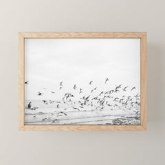 "Seagulls" | Coastal black and white photo | Film photography | Beach Mini Art Print