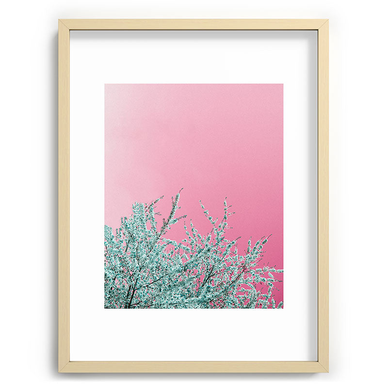 "cherry blossoms" Framed Art Print