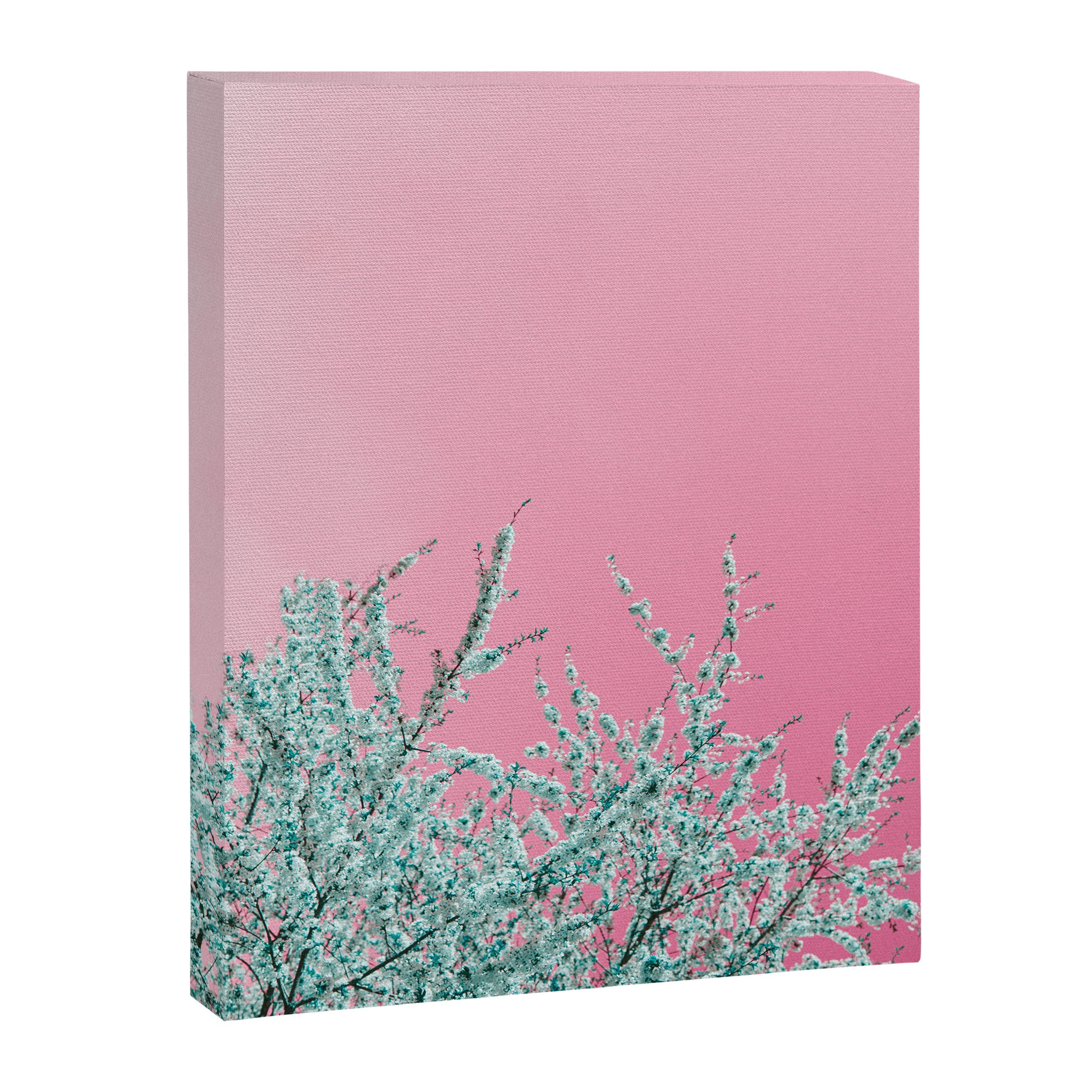 "cherry blossoms" Canvas Print