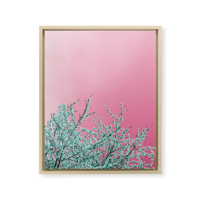 "cherry blossoms" Framed Canvas Print