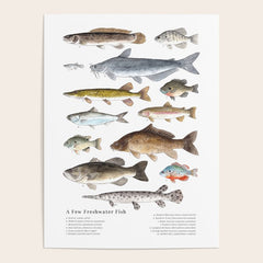 A Few Freshwater Fish Poster