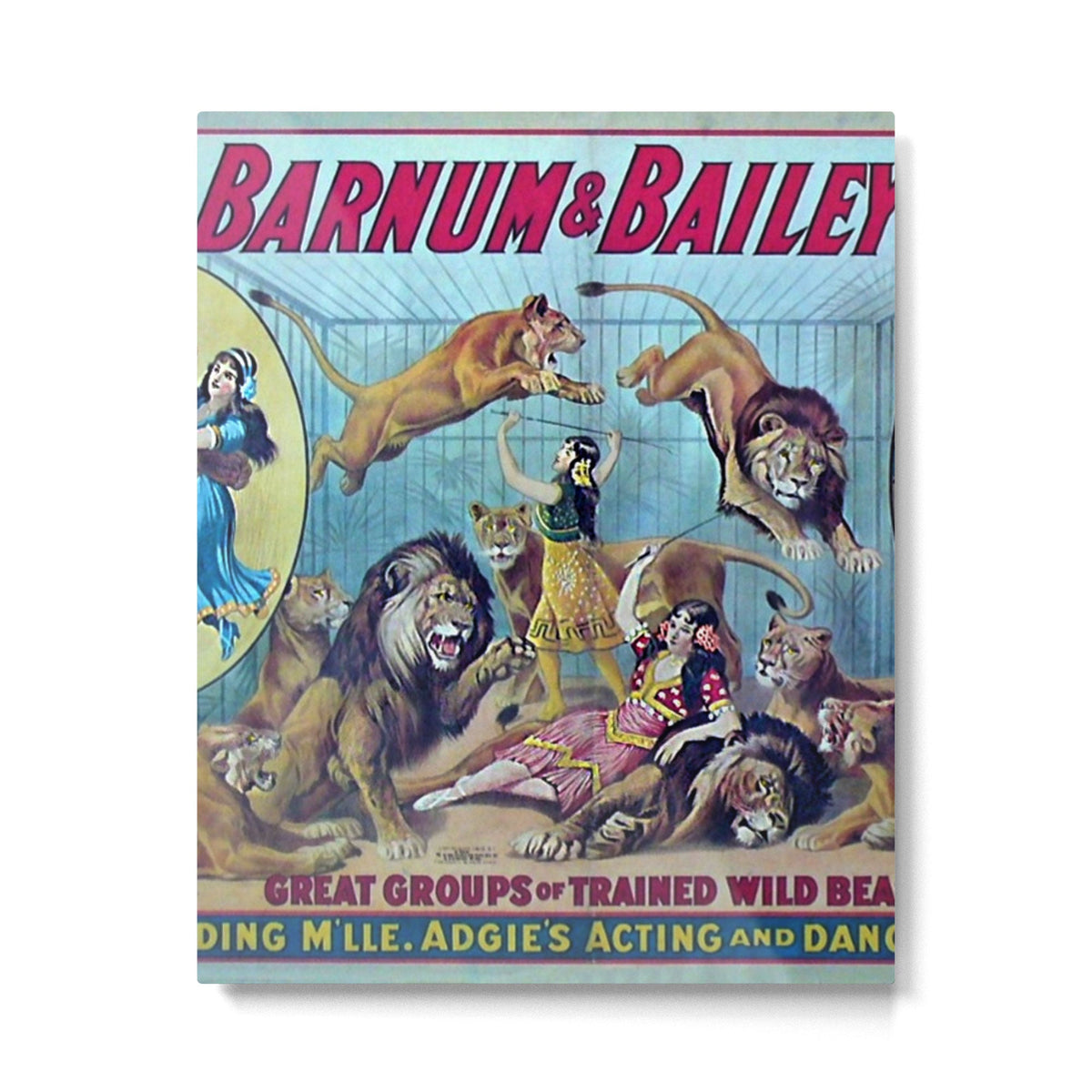 1910 Barnum & Bailey Circus Dancing Lions - M'lle Adgi's Acting Vintage Poster Metal Print