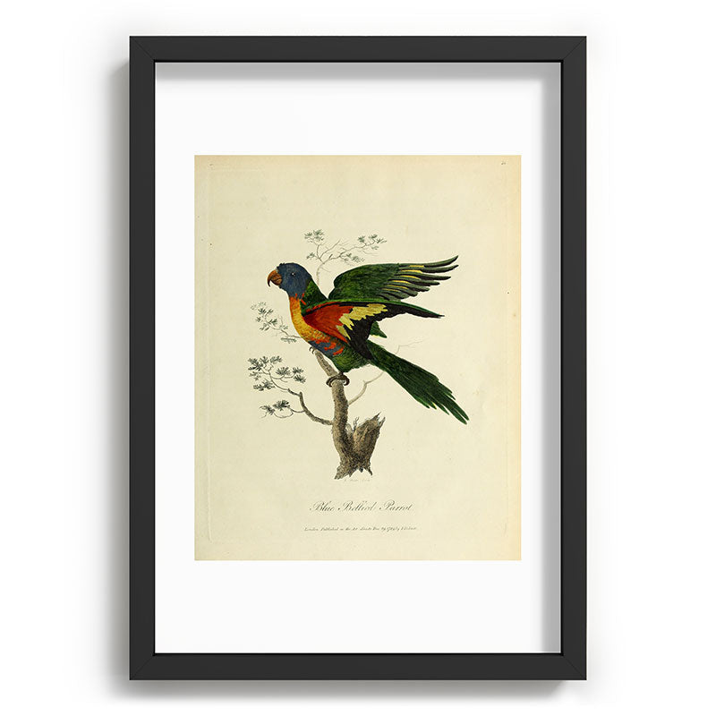 "Blue Bellied Parrot" by Sarah Stone, 1790 Framed Art Print