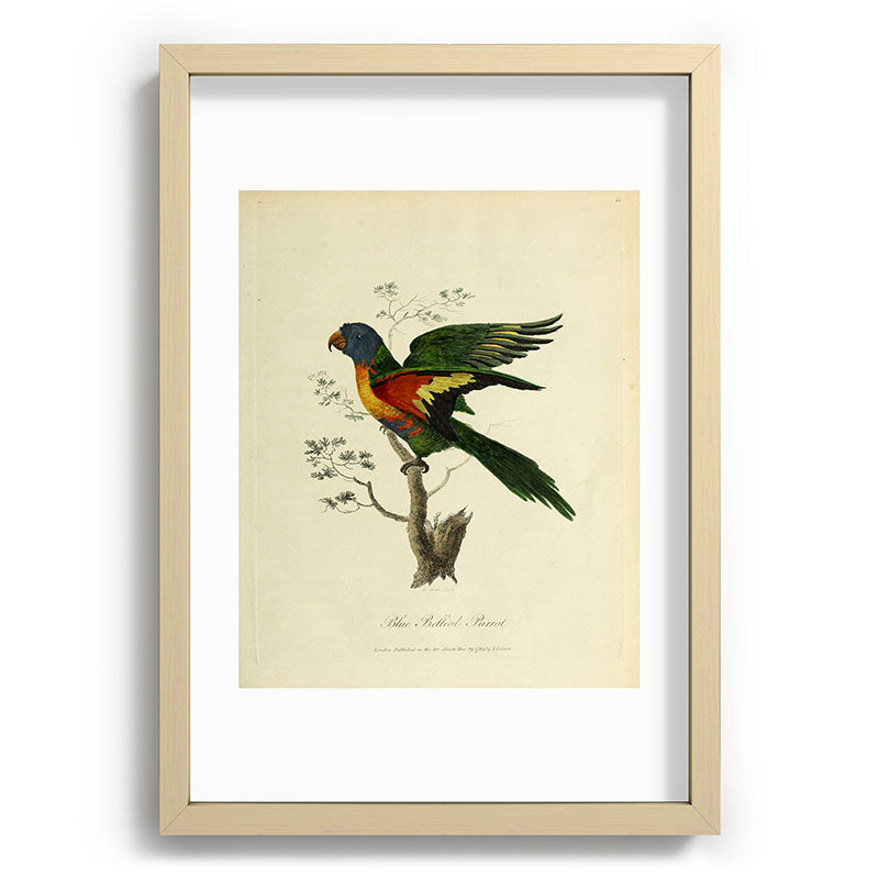 "Blue Bellied Parrot" by Sarah Stone, 1790 Framed Art Print
