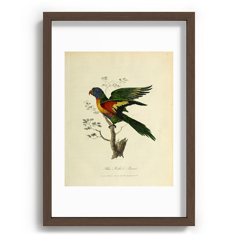 "Blue Bellied Parrot" by Sarah Stone, 1790 Framed Art Print