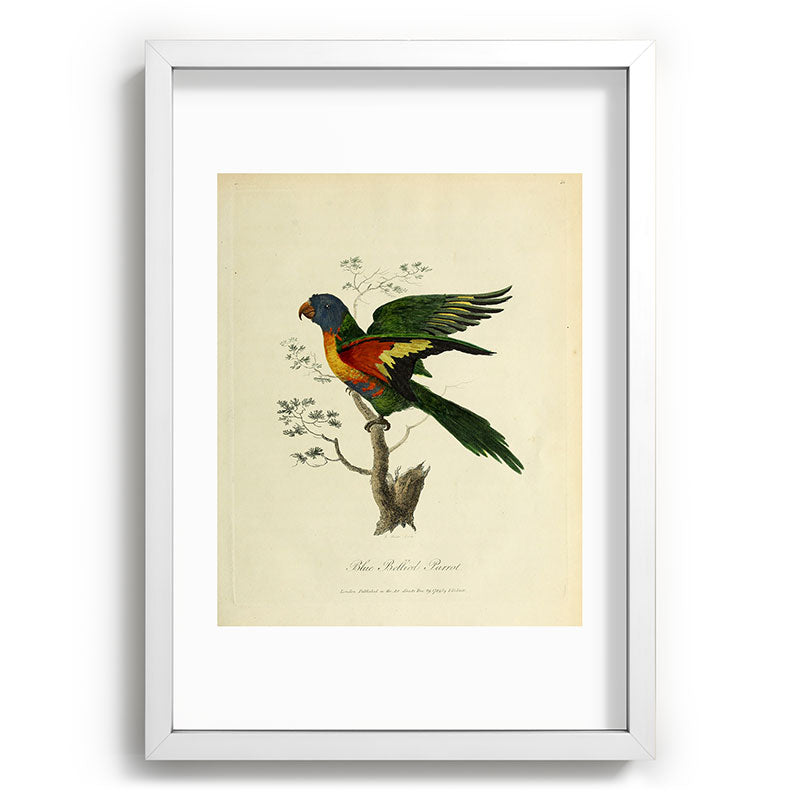 "Blue Bellied Parrot" by Sarah Stone, 1790 Framed Art Print