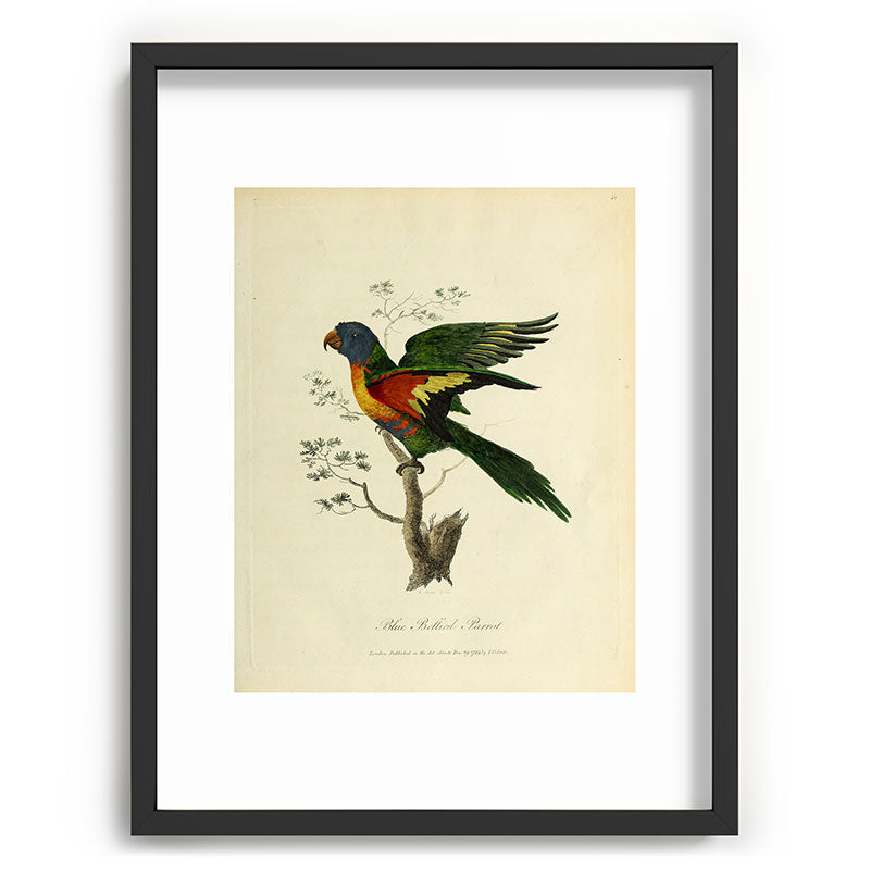 "Blue Bellied Parrot" by Sarah Stone, 1790 Framed Art Print