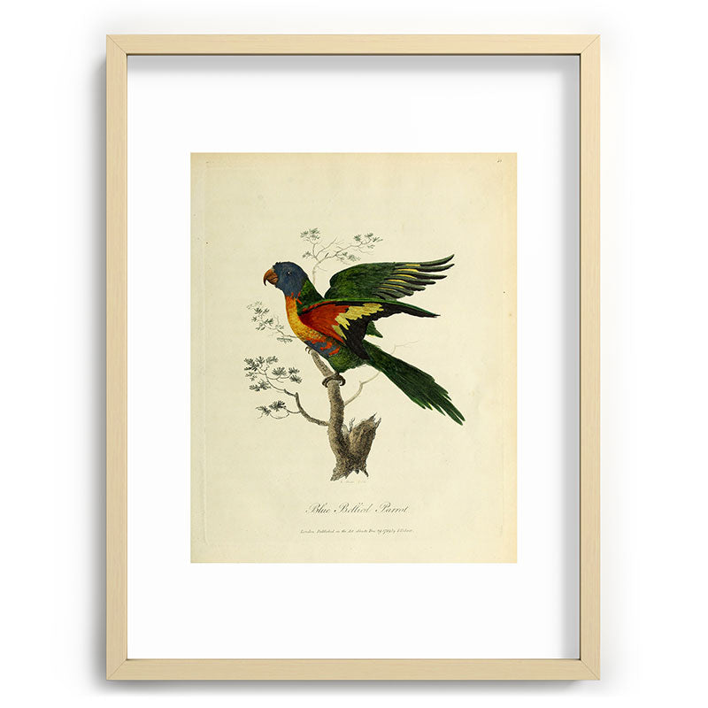 "Blue Bellied Parrot" by Sarah Stone, 1790 Framed Art Print
